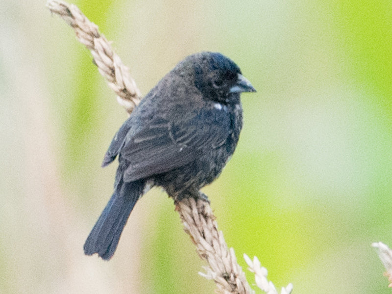Blue-black Grassquit, Volatinia jacarina, Espiguero Saltarín