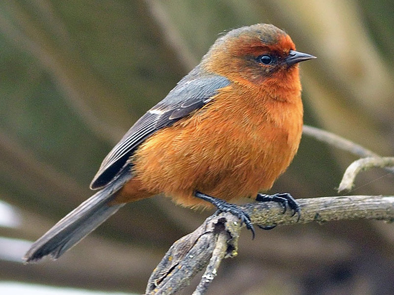 Blue-browed Conebill, Conirostrum rufum, Conirrostro Rufo