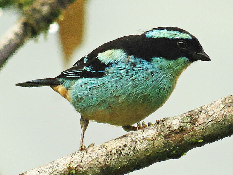 Blue-browed Tanager, Tangara cyanotis, Tangará Cejona