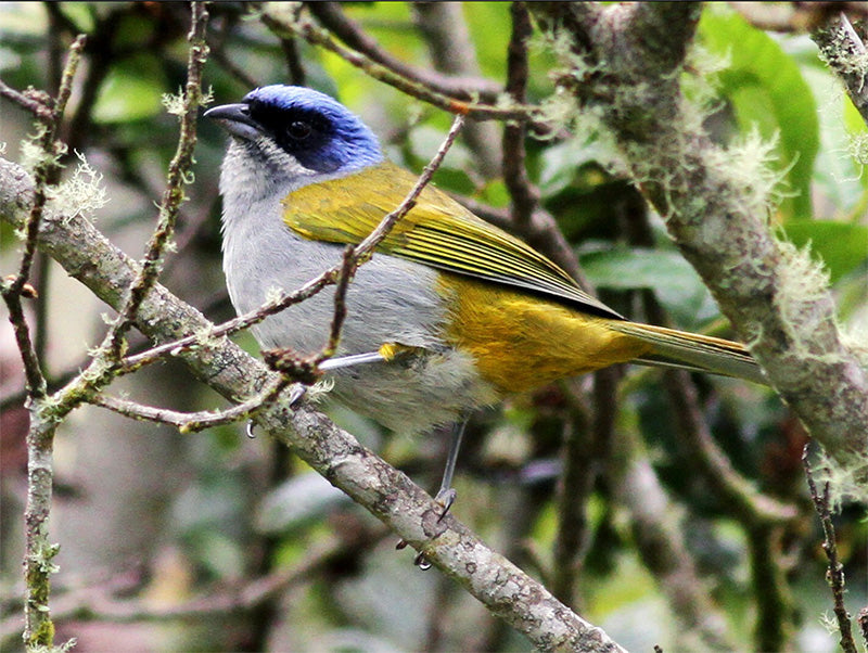 Blue-capped Tanager, Sporathraupis (cyanocephala) cyanocephala, Azulejo Montanero