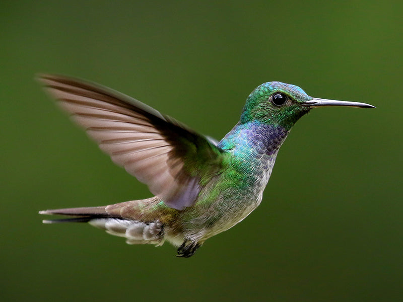 Blue-chested Hummingbird, Polyerata amabilis, Amazilia Pechiazul