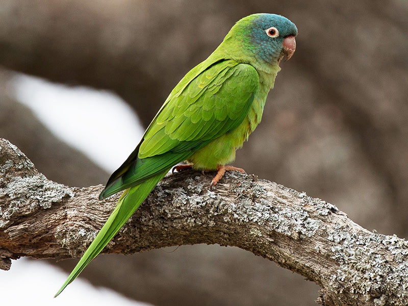 Blue-crowned Parakeet, Thectocerus acuticaudatus, Perico Frentiazul