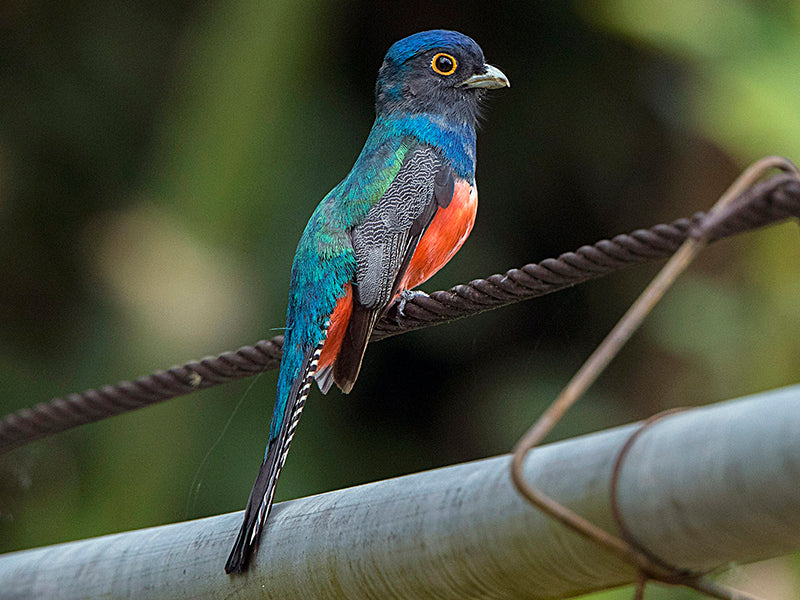 Blue-crowned Trogon, Trogon curucui, Trogón Amazónico
