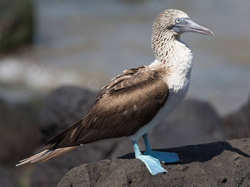 Bue-footed Booby, Sula nebouxii, Piquero Patiazul