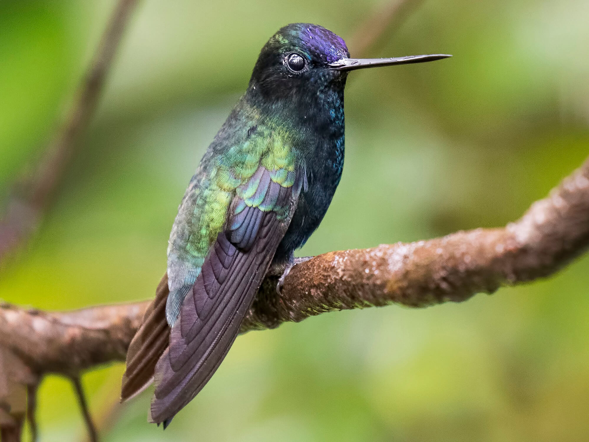 Blue fronted Lancebill, Doryfera johannae, Pico de Lanza Frentiazul