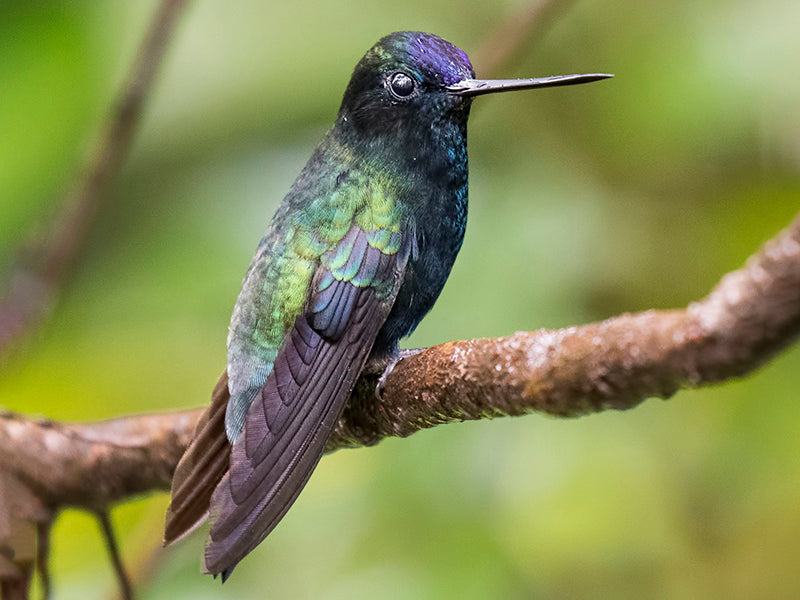 Blue-fronted Lancebill, Doryfera johannae, Pico-de-lanza Frentiazul