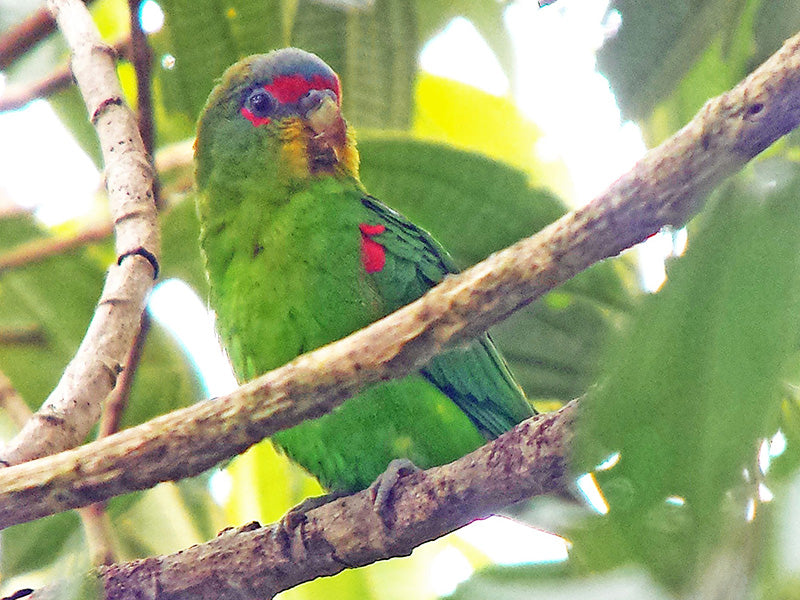 Blue-fronted Parrotlet, Touit dilectissimus, Periquito Alirrojo