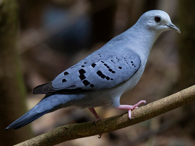 Blue Ground-dove, Claravis pretiosa, Tortolita Azul