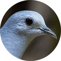 Blue- Ground-dove, Tortolita Azul, Claravis pretiosa