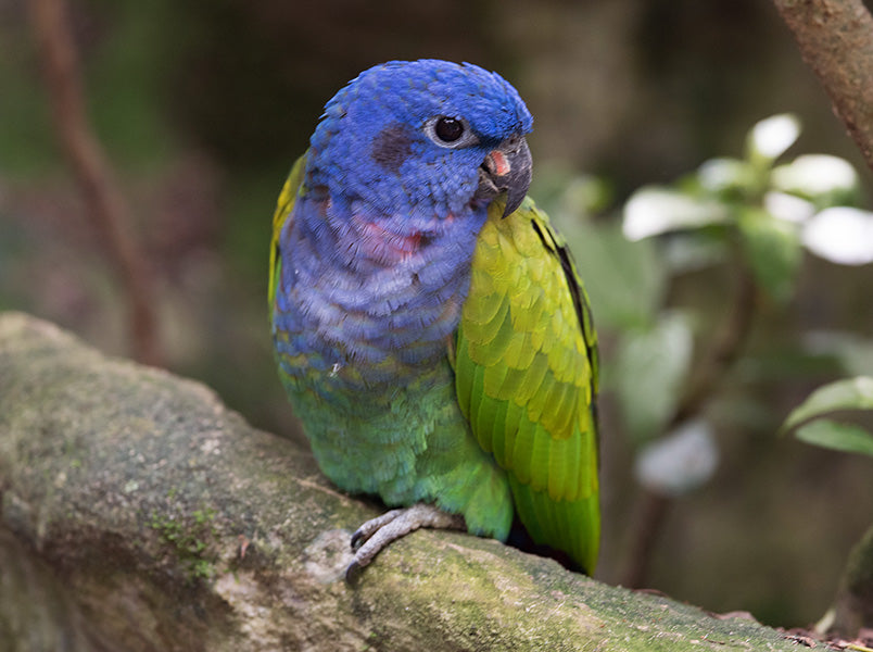 Blue-headed Parrot, Pionus menstruus, Cotorra Cabeciazul