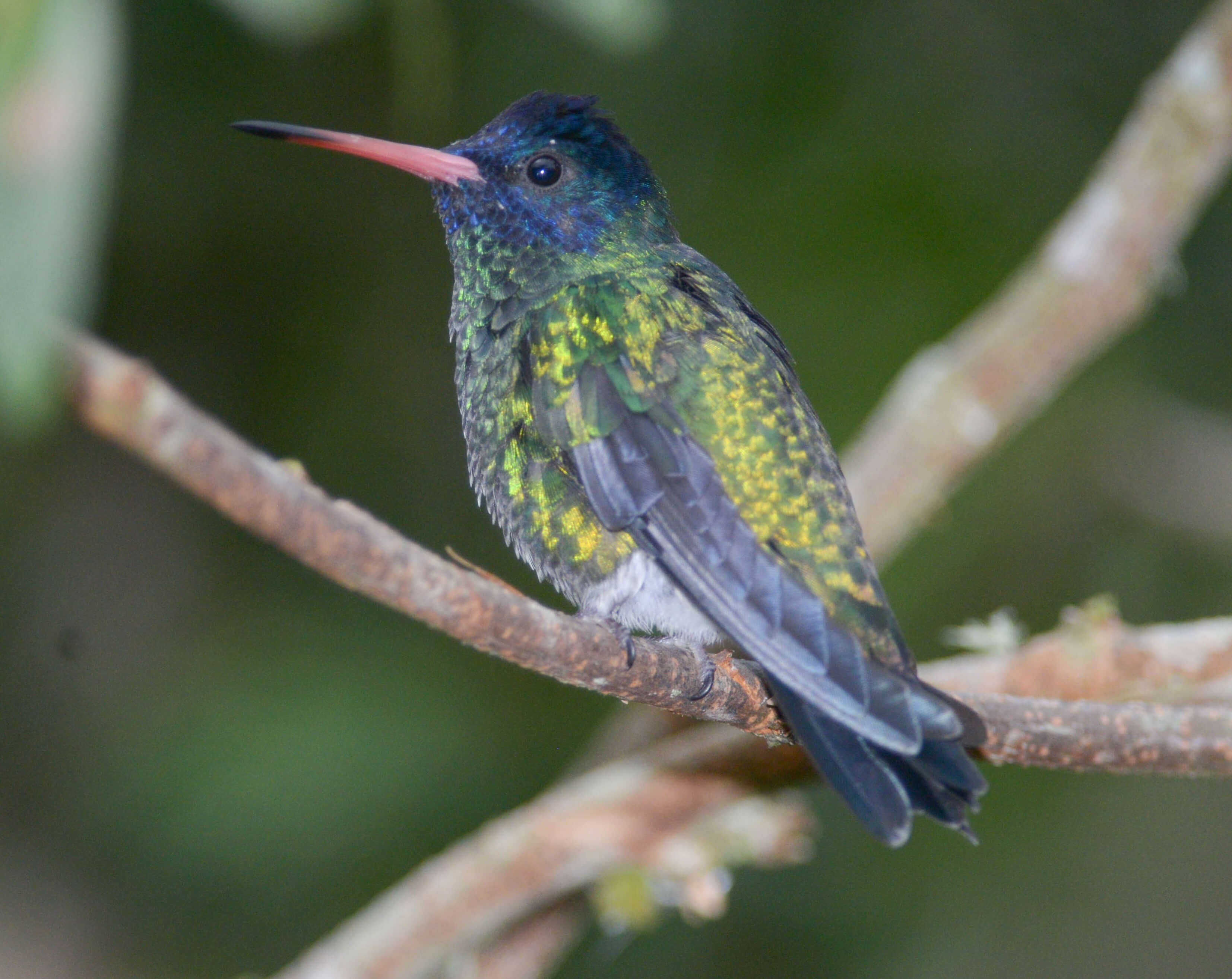 Blue-headed Sapphire, Zafiro Cabeciazul, Chrysuronia grayi