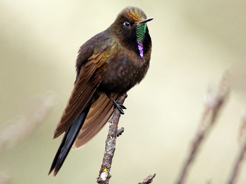 Blue-mantled Thornbill, Chalcostigma stanleyi, Picoespina Violeta