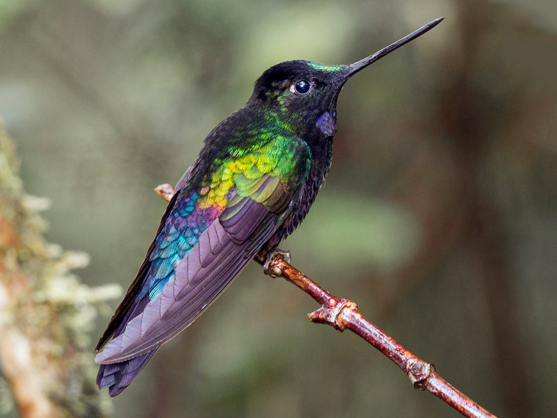 Blue-throated Startfrontlet, Coeligena helianthea, Inca Buchirrosado