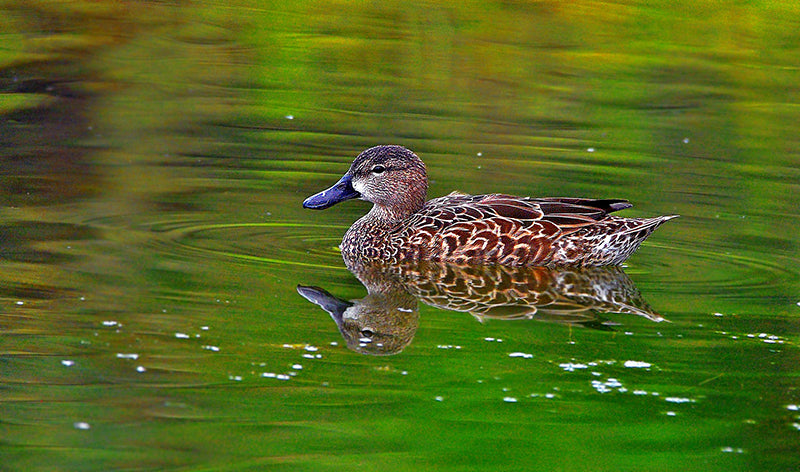 barrequete aliazul, spatula discors, blue-winged-teal