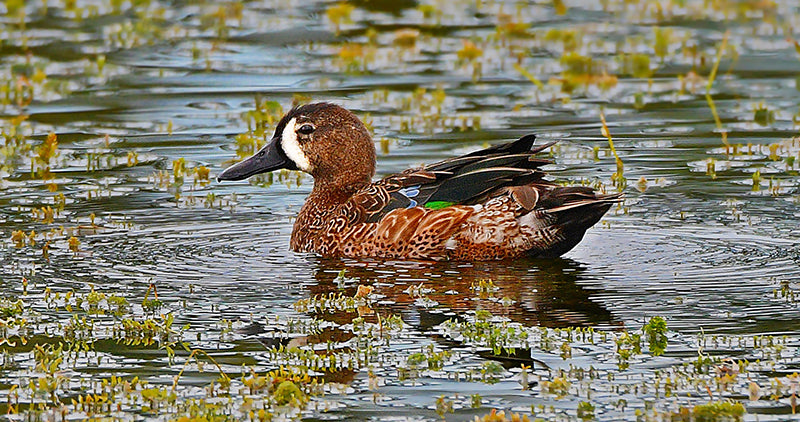 barrequete aliazul, spatula discors, blue-winged-teal