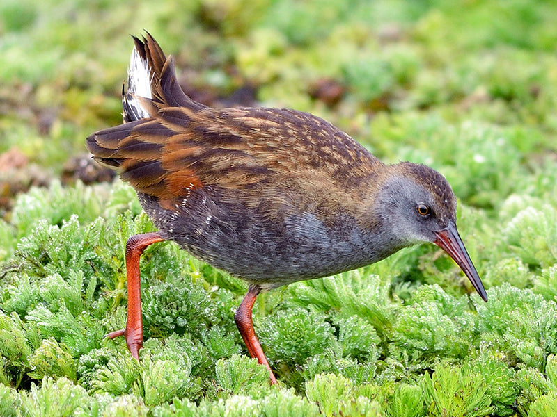 Bogota Rail, Rallus Semiplumbeus