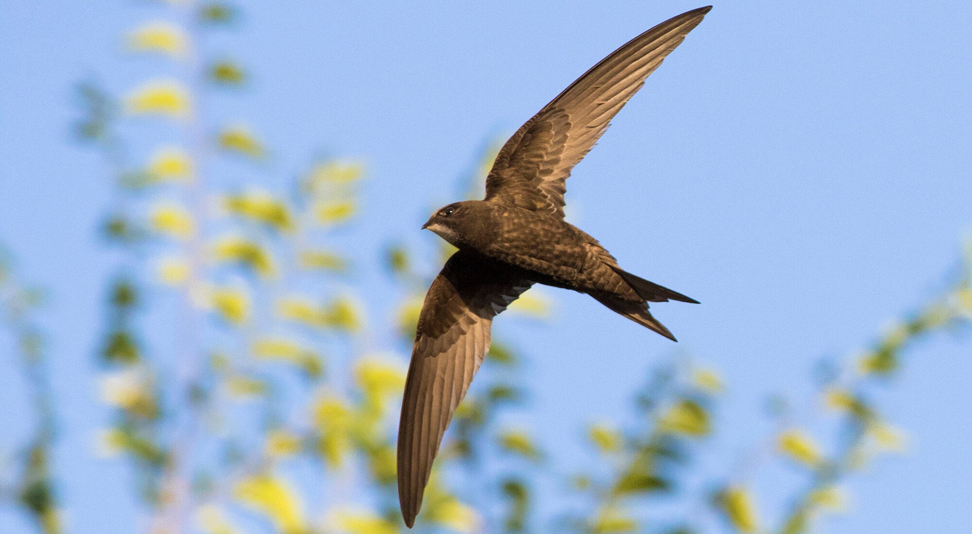 bones of birds, hollow bones, huesos huecos en las aves las ayudan a volar