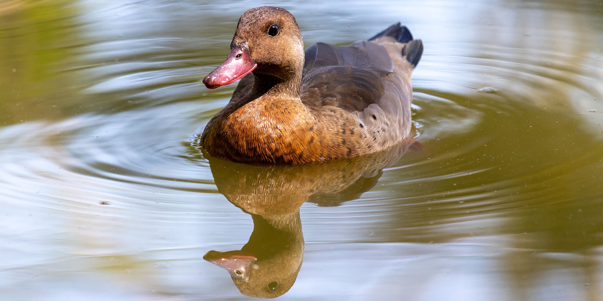 Brazilian Teal, Amazoneta brasiliensis, Pato Brasileño