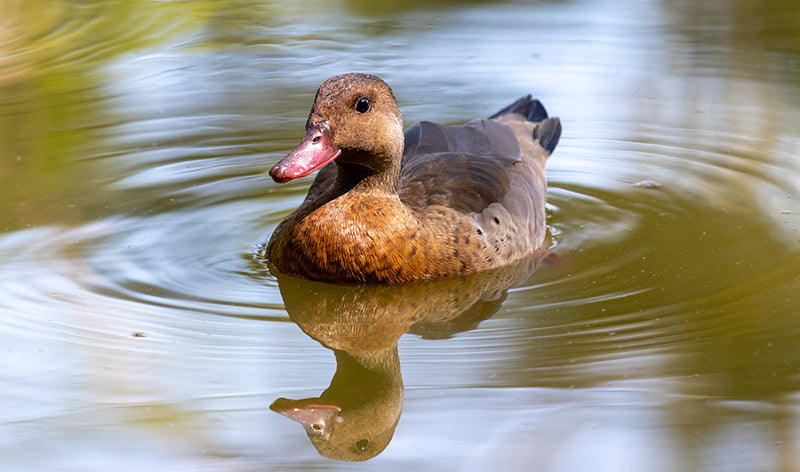 brazilian teal