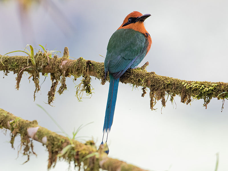 Broad-billed Motmot, Barranquero Piquigrueso, Electron platyrynchun