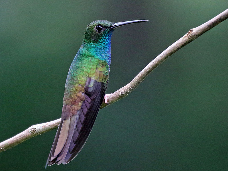 Bronze-tailed Plumeleteer, Chalybura urochrysia, Colibrí Colibronceado