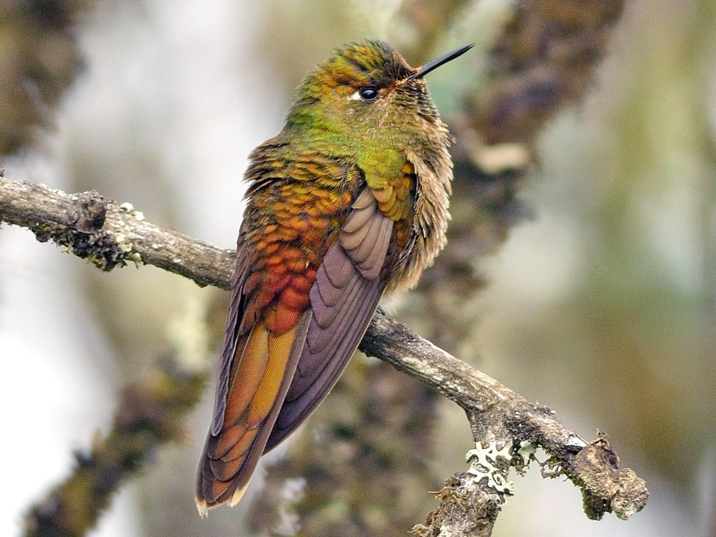 Bronze-tailed Thornbill, Chalcostigma heteropogon, Picoespina Bronceado