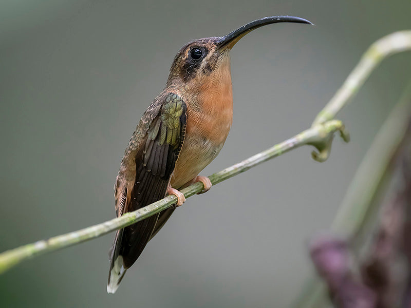 Bronzy Hermit, Ermitaño Bronceado, Glaucis aeneus