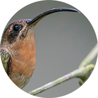 Bronzy Hermit, Ermitaño Bronceado, Glaucis aeneus