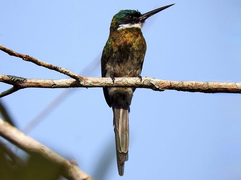 Bronzy Jacamar, Galbula leucogastra, Jacamar Bronceado