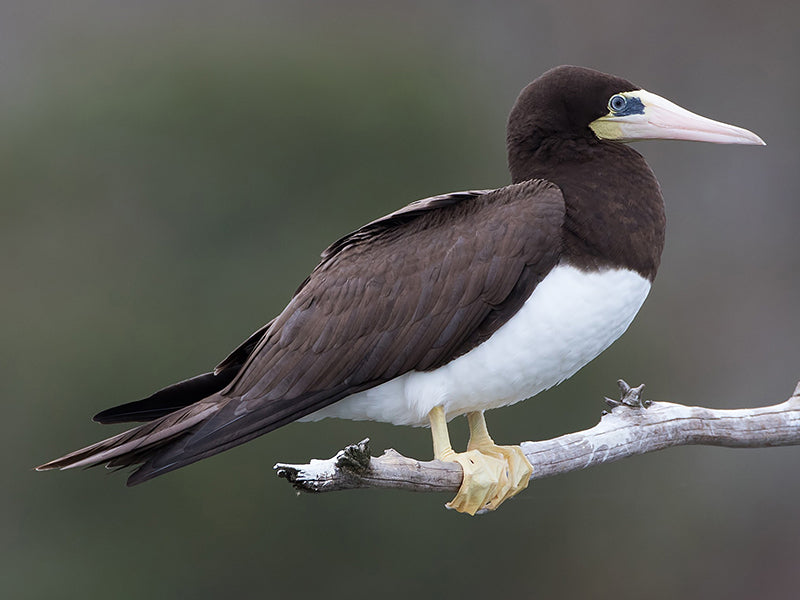 Brown Booby, Sula leucogaster, Piquero Pardo