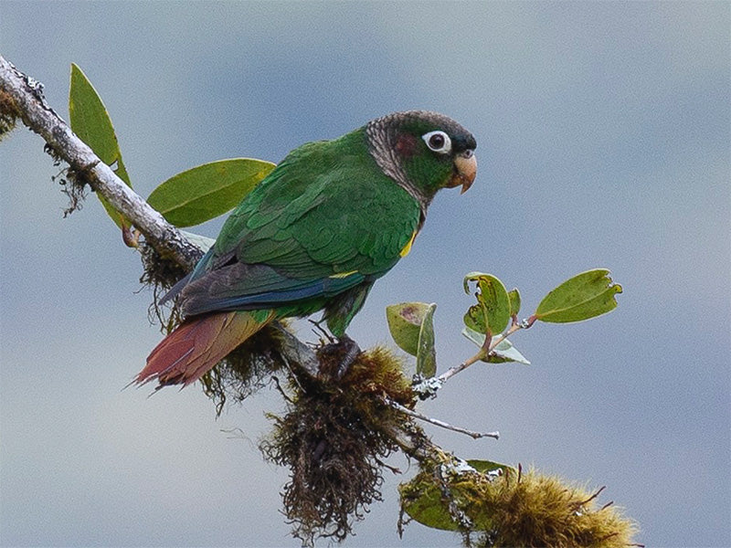 Brown-breasted Parakeet, Pyrrhura calliptera, Periquito Aliamarillo