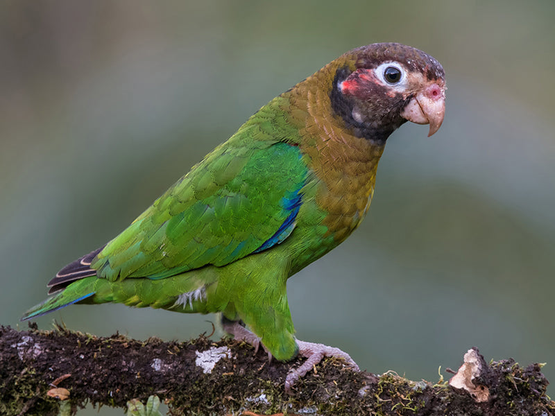 Brown-hooded Parrot, Pyrilia haematotis, Colorado Cabeciparda