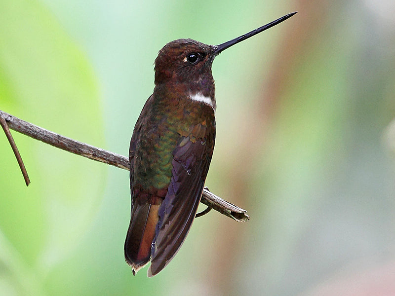 Brown Inca, Coeligena Wilson, Inca Pardo