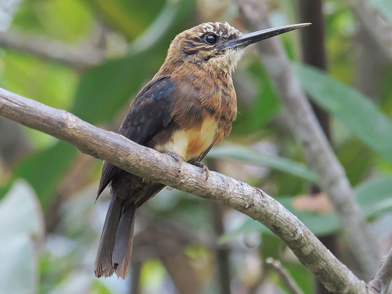 Brown Jacamar, Brachygalba lugubris, Jacamar Lúgubre