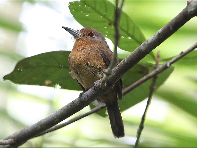 Brown Nunlet, Nonnula brunnea, Monjita Parda