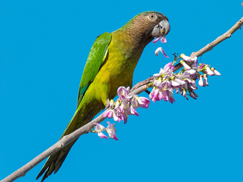 Brown-throated Parakeet, Eupsittula pertinax, Perico Carisucio