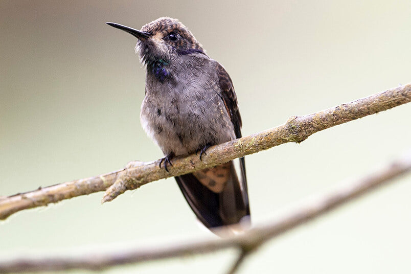Brown Violetear, Colibri delphinae, Colibrí Pardo