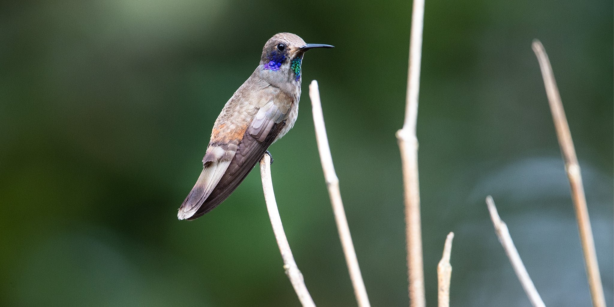 Brown Violetear, Colibri delphinae, Colibrí Pardo