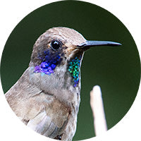 Brown Violetear, Colibri delphinae, Colibrí Pardo