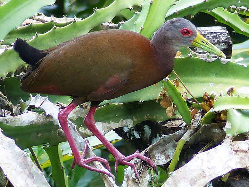 Brown Wood-rail, Aramides wolfi, Chilacoa Parda