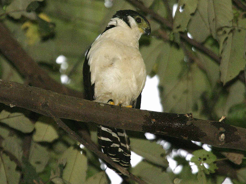 Bucley's Forest-falcon, Micrastur buckleyi, Halcón Montés de Buckley