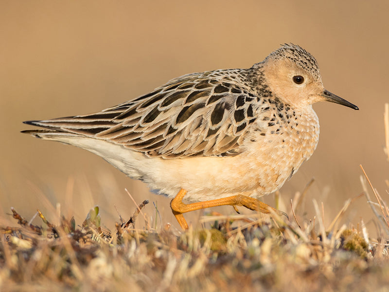 Buff-breasted-Sandpiper, Calidris subruficollis, Playero Canelo