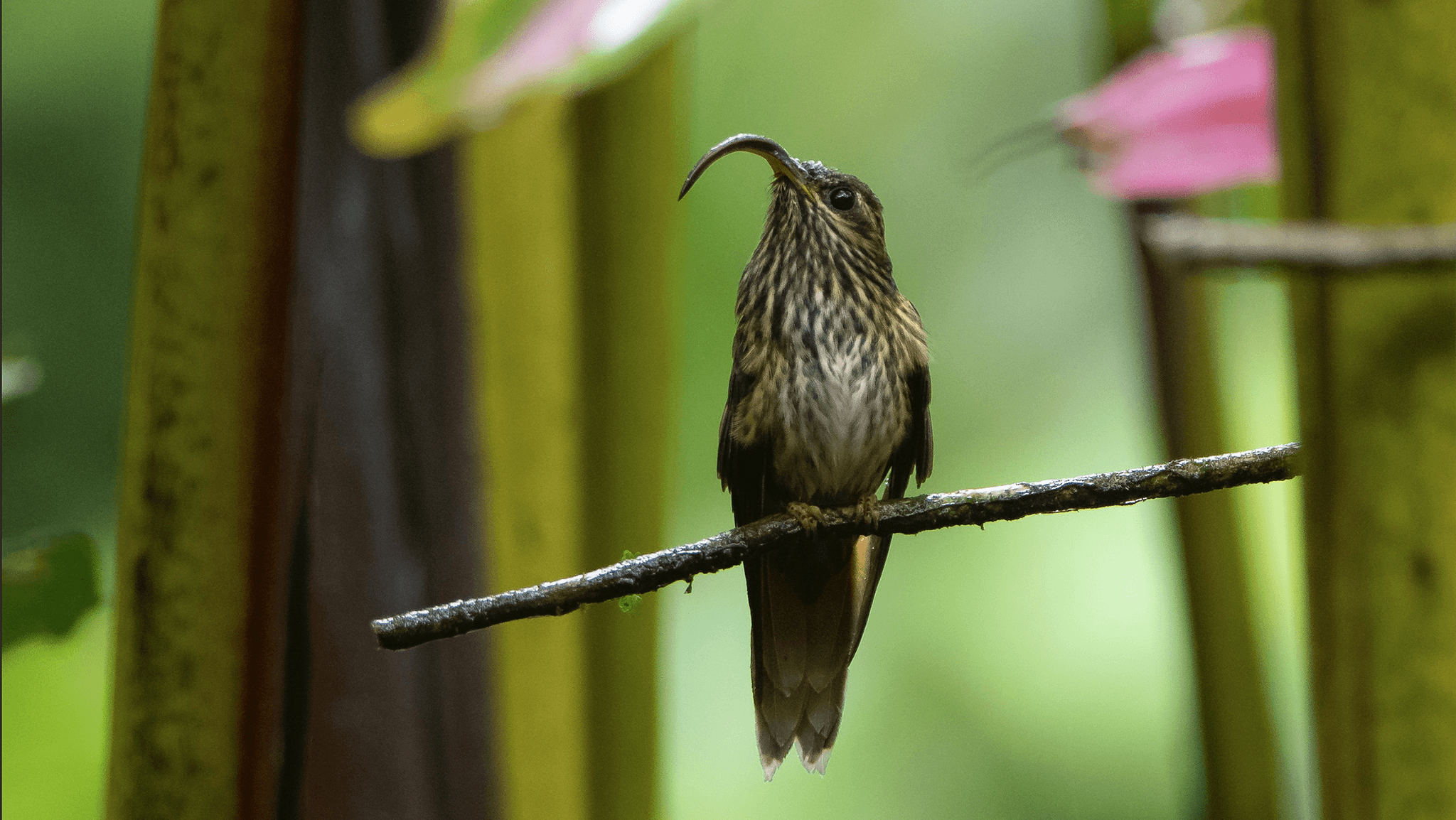 Buff-tailed Sicklebill, Eutoxeres condamini, Pico de-hoz Colicanelo