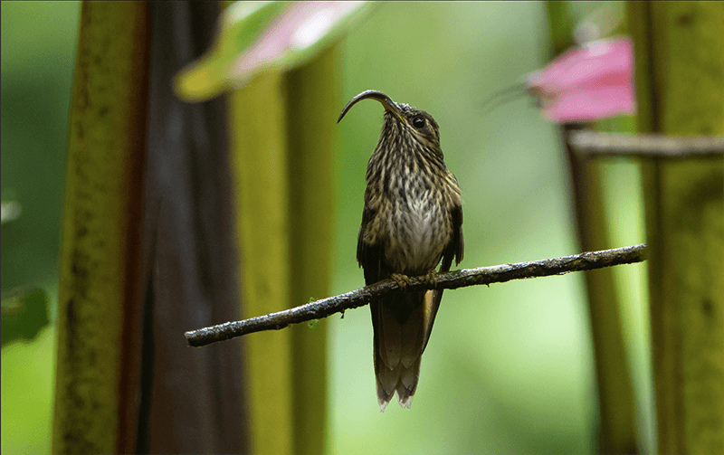 Buff-tailed Sicklebill, Eutoxeres condamini, Pico de-hoz Colicanelo
