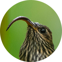 Buff-tailed Sicklebill, Eutoxeres condamini, Pico-de-hoz Colicanelo