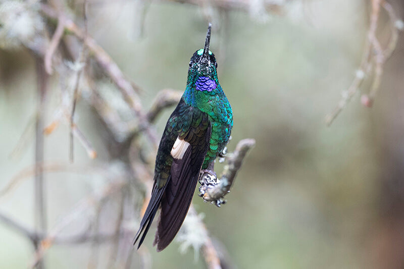 buff-winged-starfrontlet, Coeligena lutetiae, Inca Galoneado