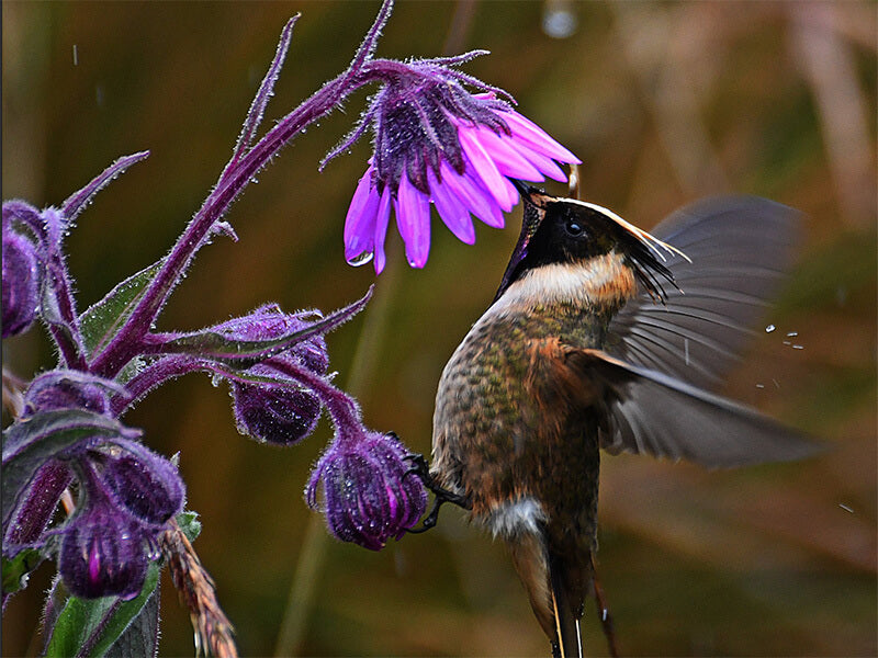 Buffy Helmetcrest, Oxypogon stuebelii, Barbudito Canelo