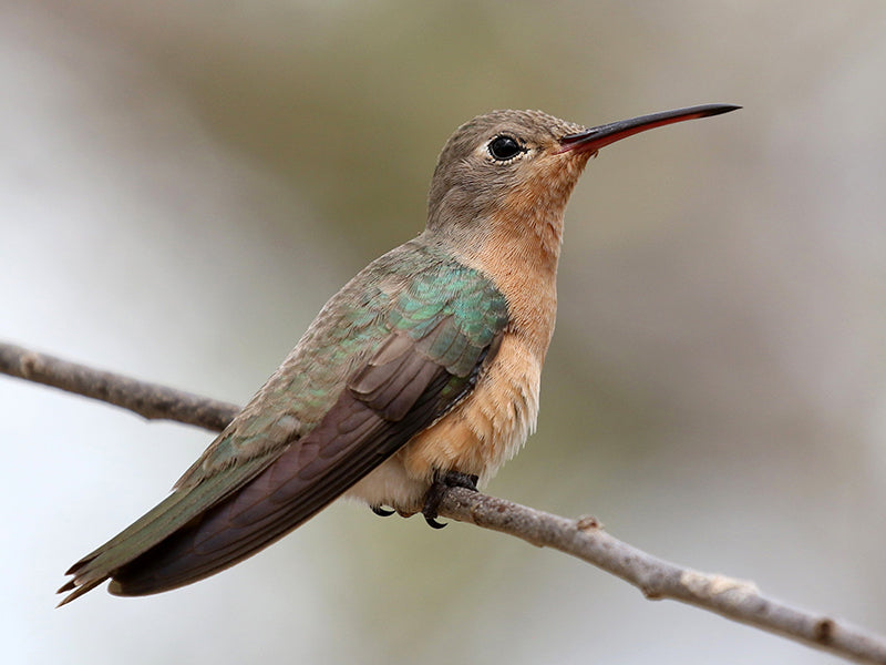 Buffy Hummingbird, Leucippus fallax, Colibrí Anteado