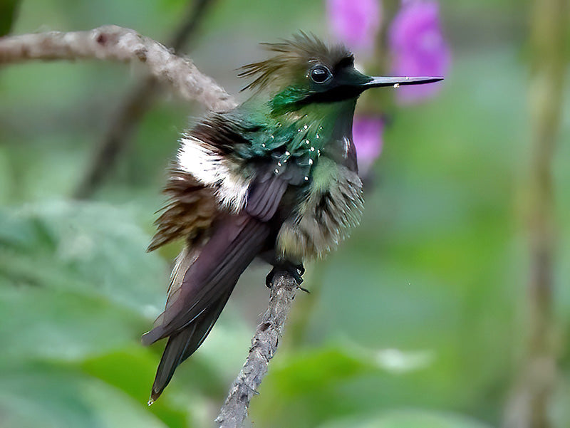 Lophornis verreauxiiSpanish name: Coqueta Mariposa, Butterfly Coquette