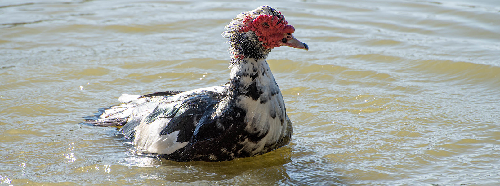 Muscovy duck, Cairina moschata, Pato Real